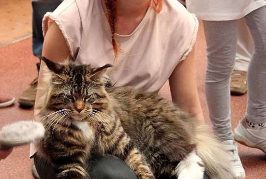 2015-05-09-miedzynarodowa-wystawa-kotow-osir-19