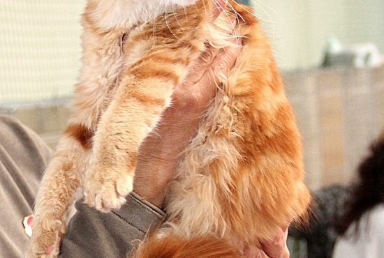 2015-05-09-miedzynarodowa-wystawa-kotow-osir-21